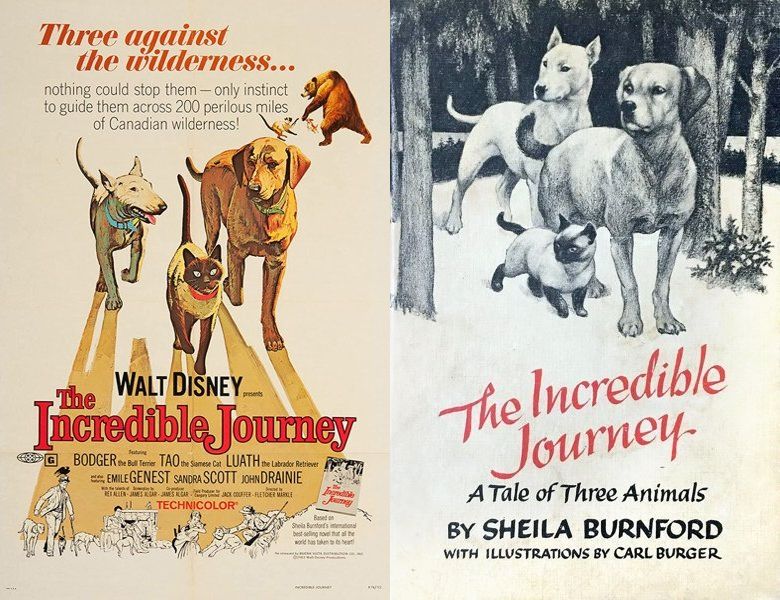 The Incredible Journey. Poster of the 1963 movie and cover of the 1960 book